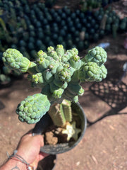 💎👑💎 Glorp — XL Rooted Pupsplosion Graft