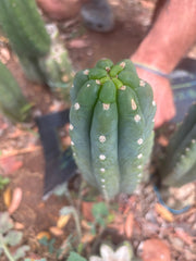 👑🌶️  Ichoca — 8” Tip