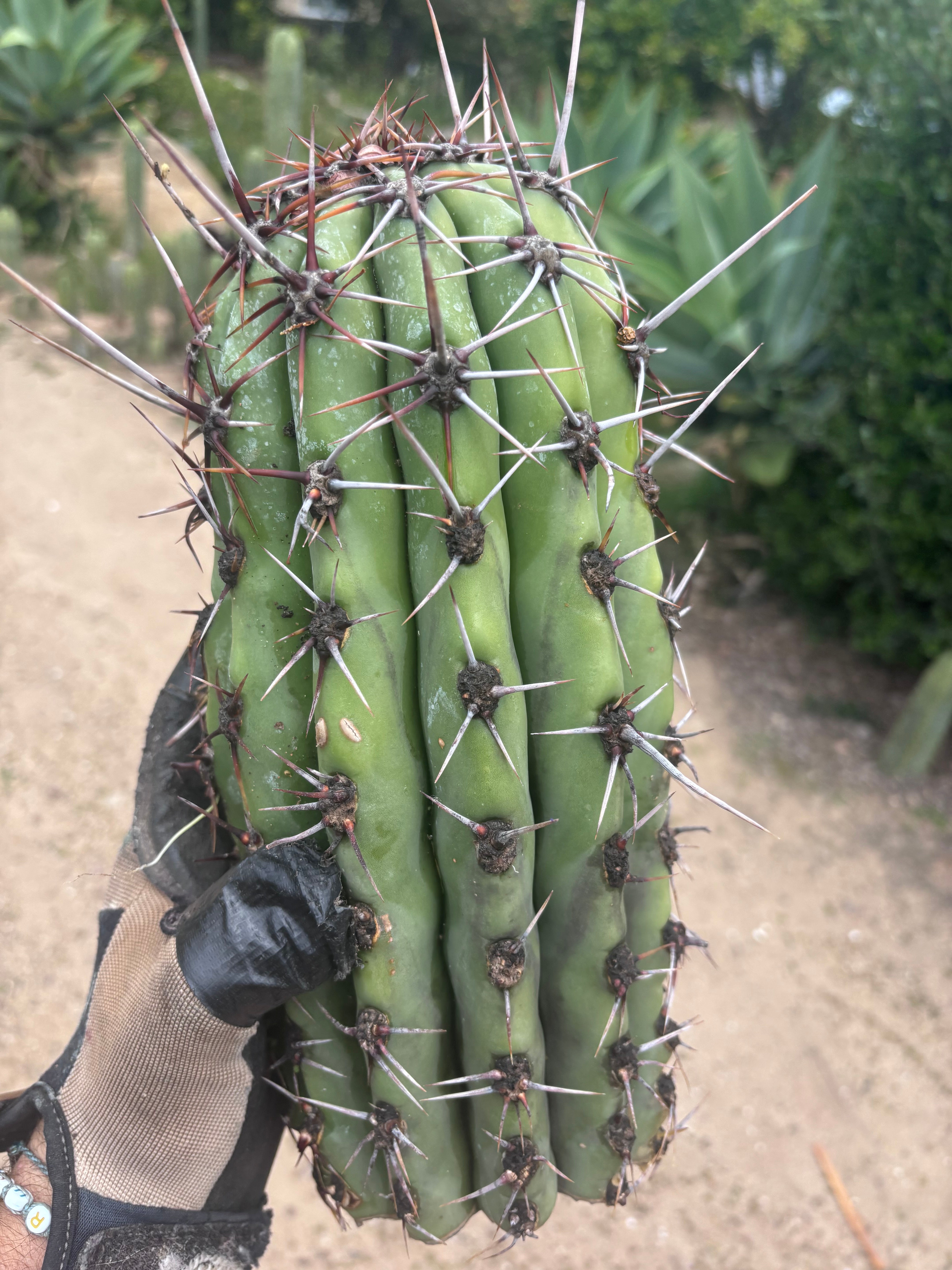 💎 Taquimbalensis — Massive Tip