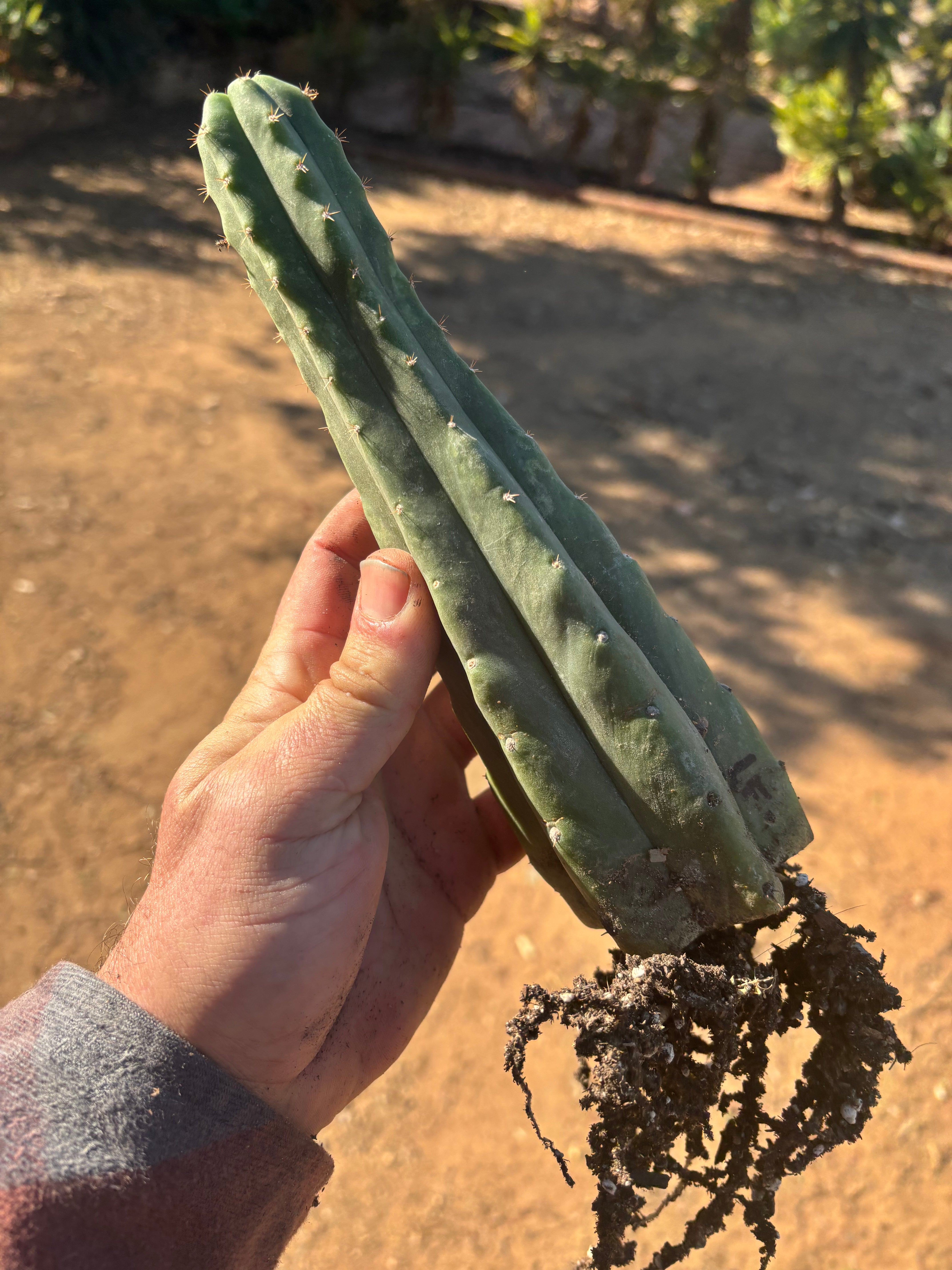 👑🌶️🌶️ Landfill — 10” Rooted Tip