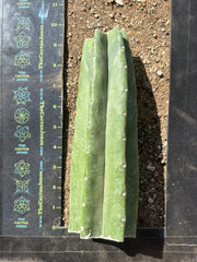 👑🌶️ Tom Juuls Giant — 10” Mid