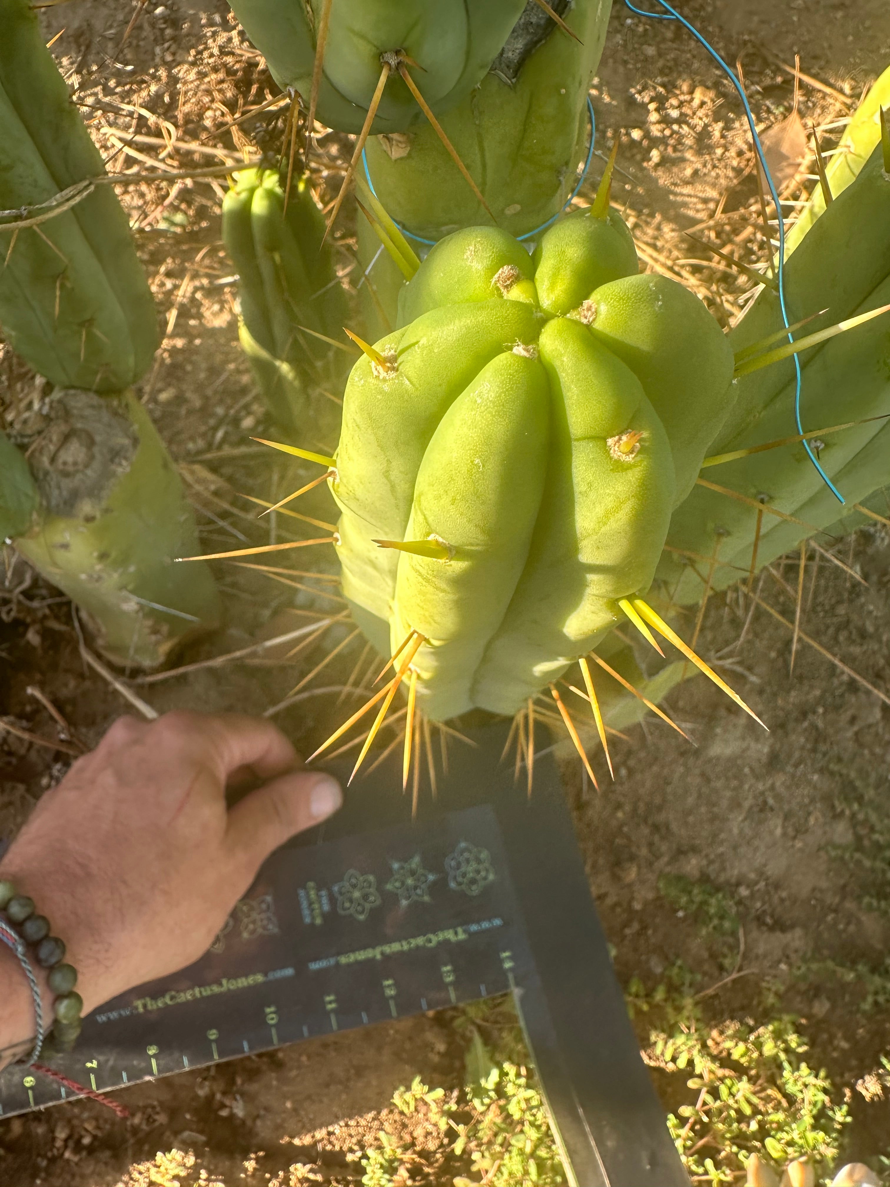 👑🌶️🌶️ Jiimz Twin Spine  — 12” Tips