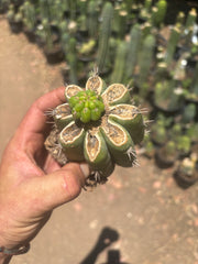 💎👑💎 Havran — Pup Graft on Rooted Shine01