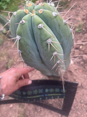 💎👑🌶️ CGG — Massive 10” Tip