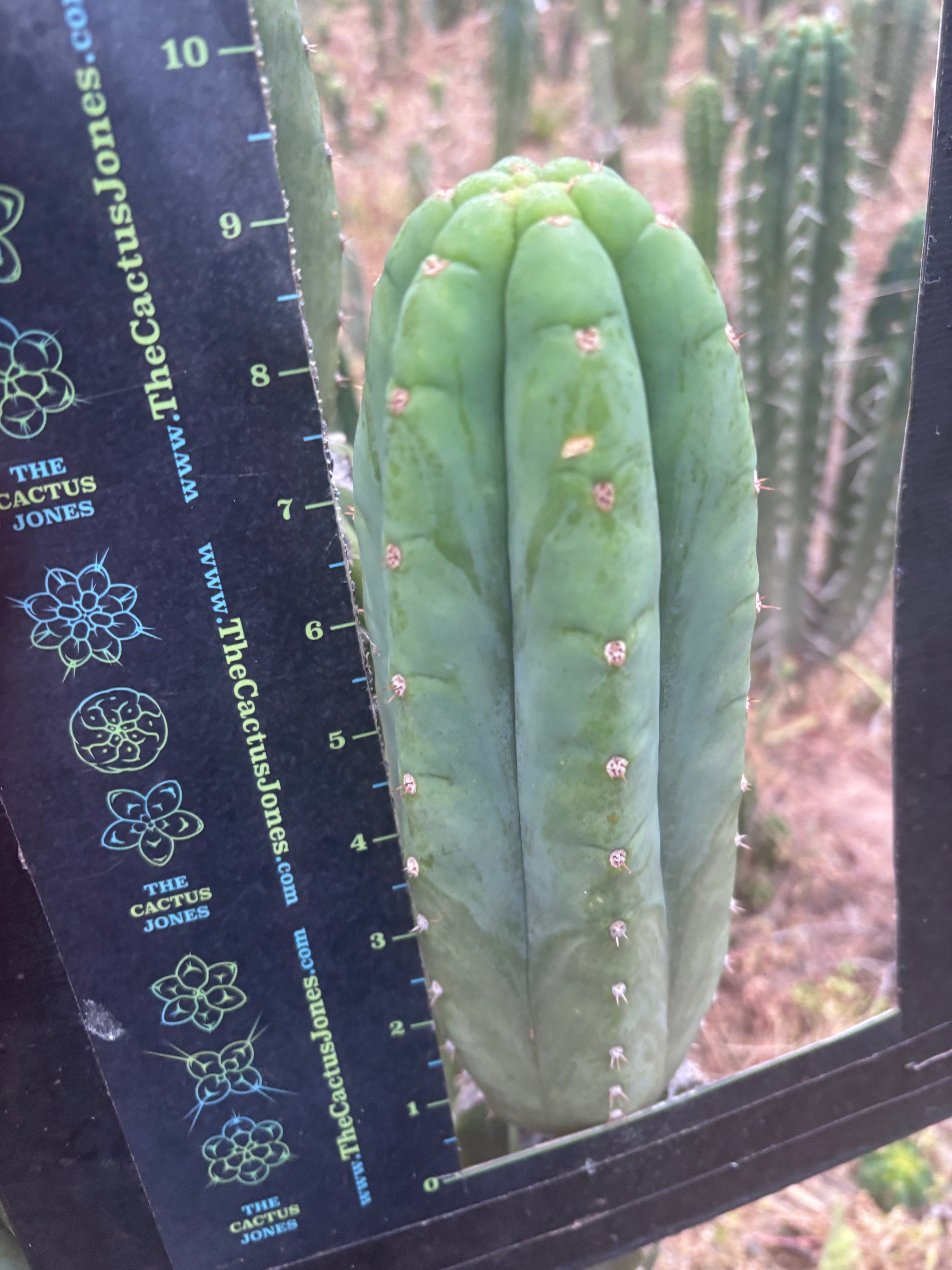 👑🌶️🌶️ Another Drop, Another Ogun — 9.5” Tip