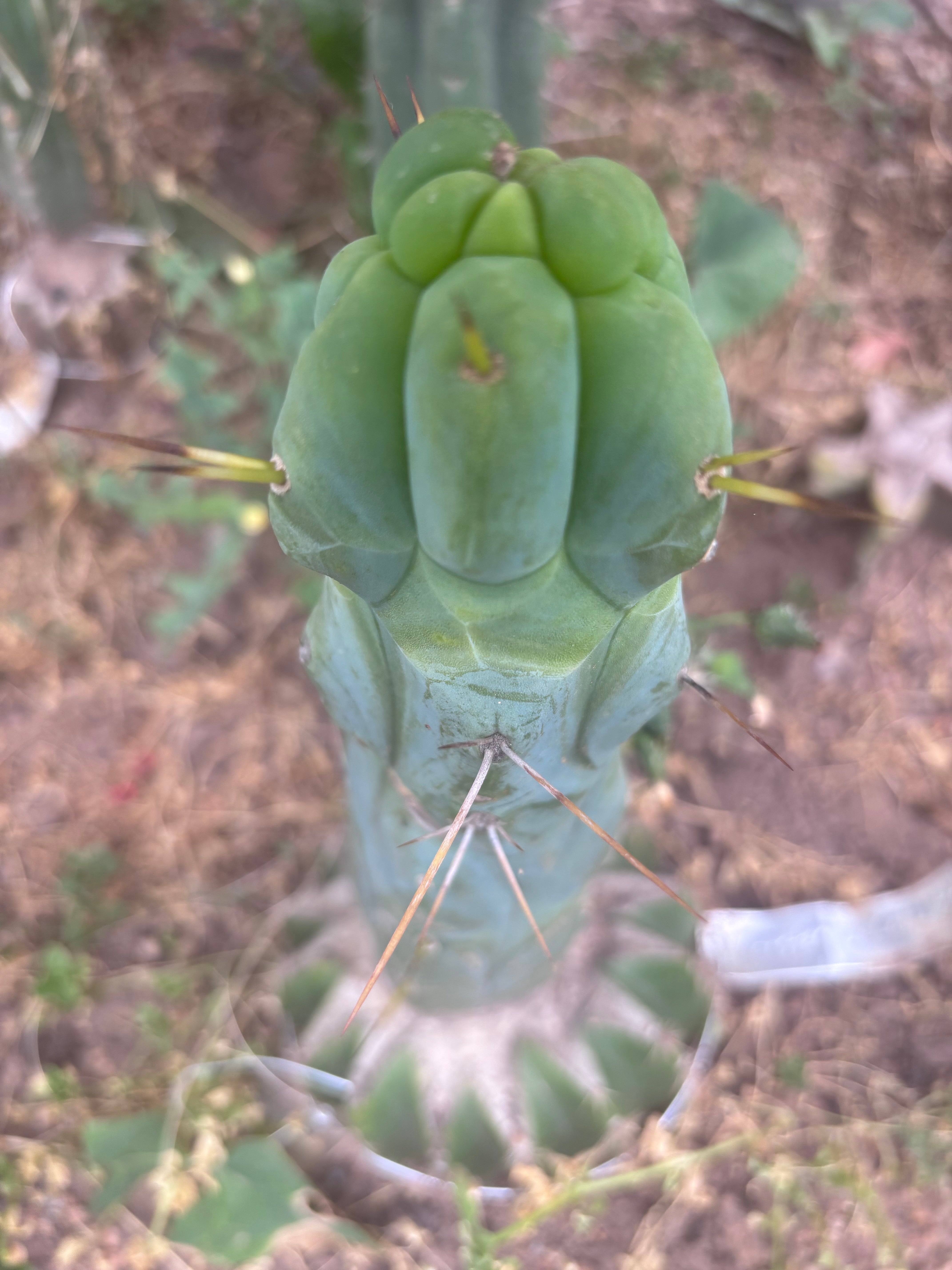 💎👑💎🌶️ Monster De Cota Cota — 7” Tip