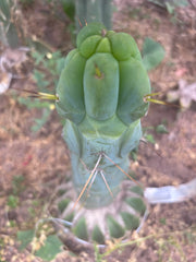 💎👑💎🌶️ Monster De Cota Cota — 7” Tip