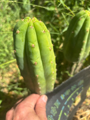 👑🌶️🌶️ KR04 — 7” Tip