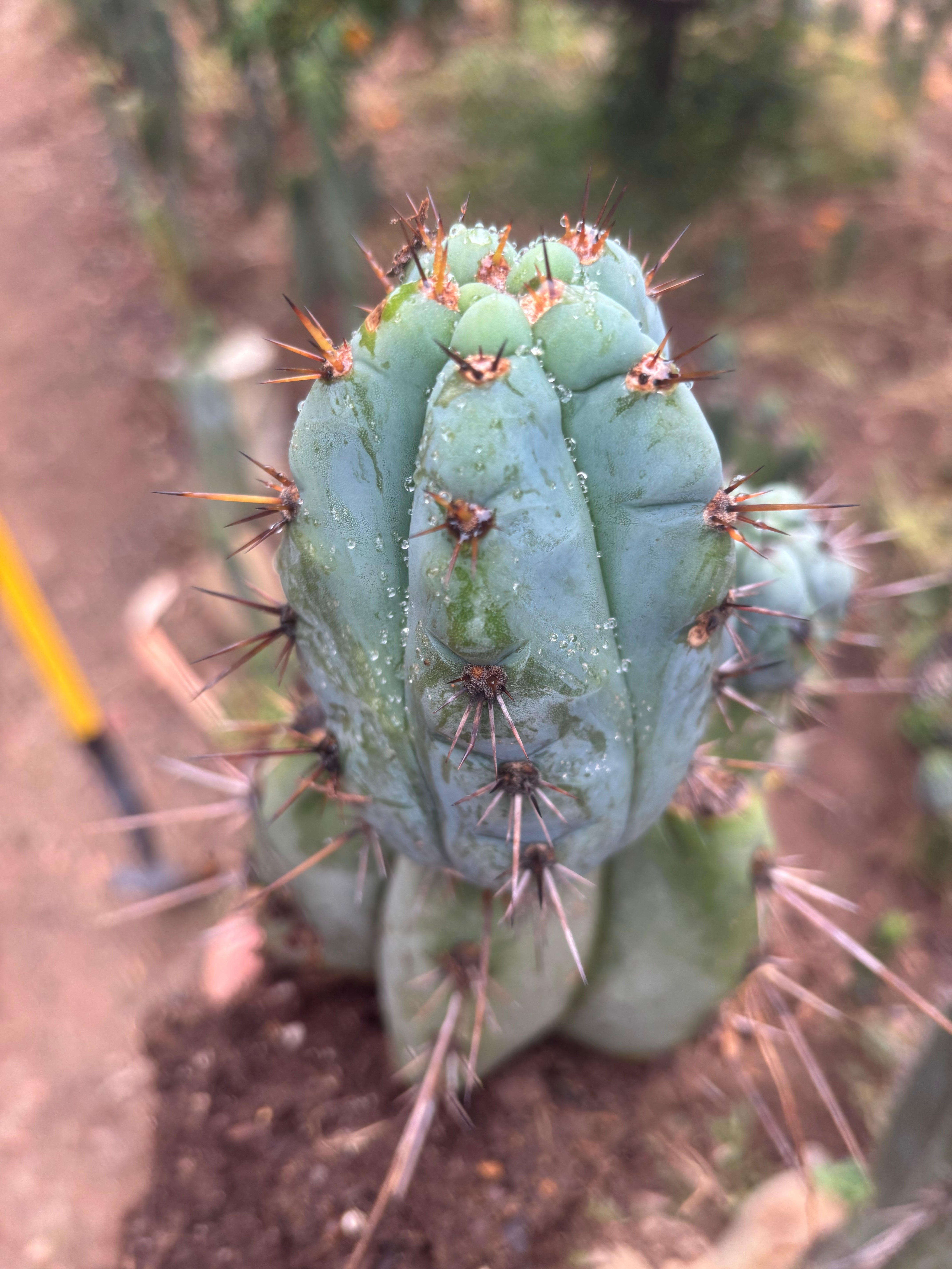💎👑💎 Papa Smurf — *Hefty* Rooted Mid w/ Pups