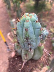 💎👑💎 Papa Smurf — *Hefty* Rooted Mid w/ Pups