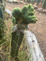 👑🌶️🌶️ TBMC — XL Graft