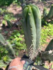 👑🌶️ BBB — 14” Tip