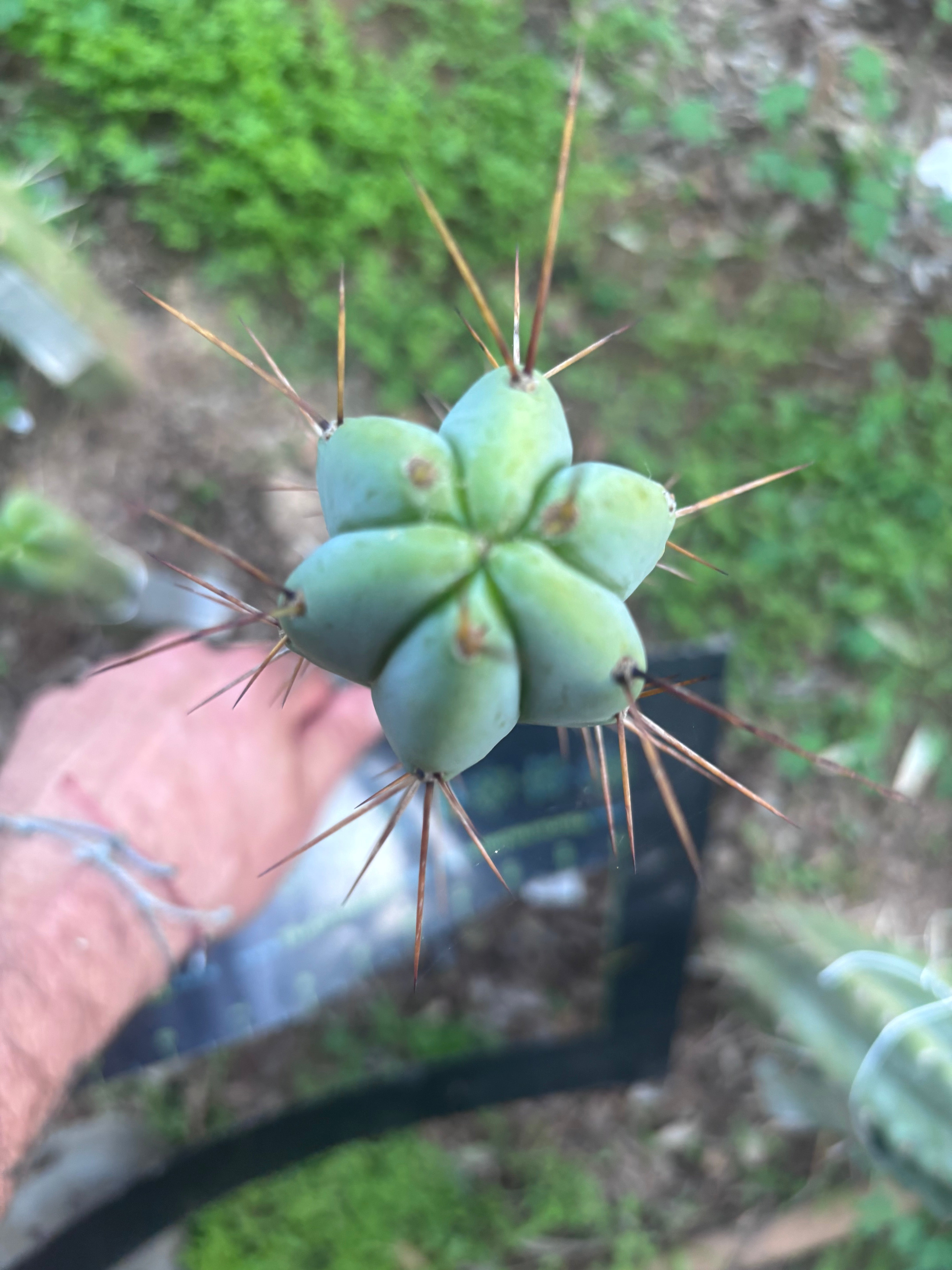 🌶️ Medicine Man x SS02  — 10” Tip