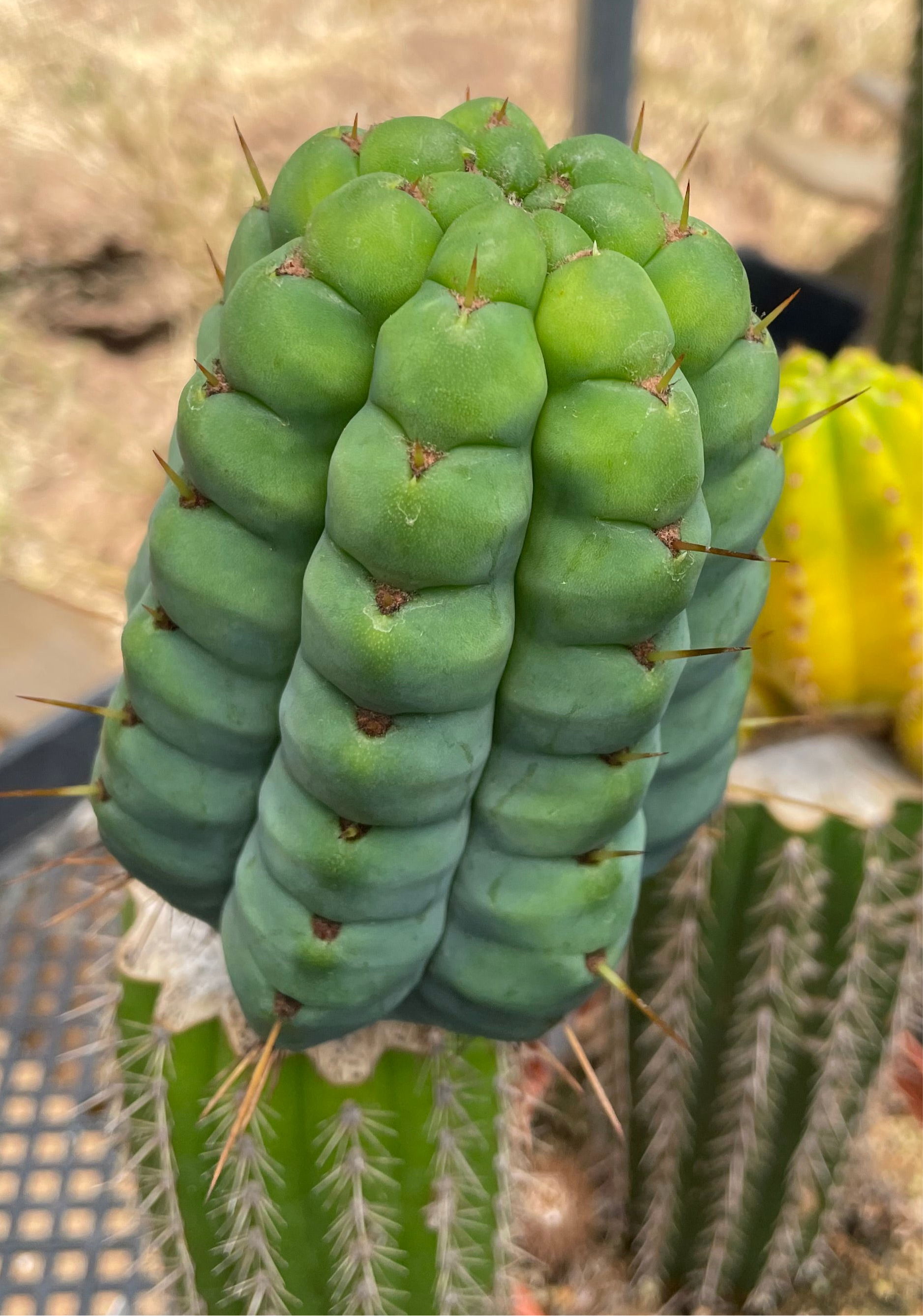 💎👑💎 Havran Preorder!