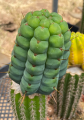 💎👑💎 Havran Preorder!