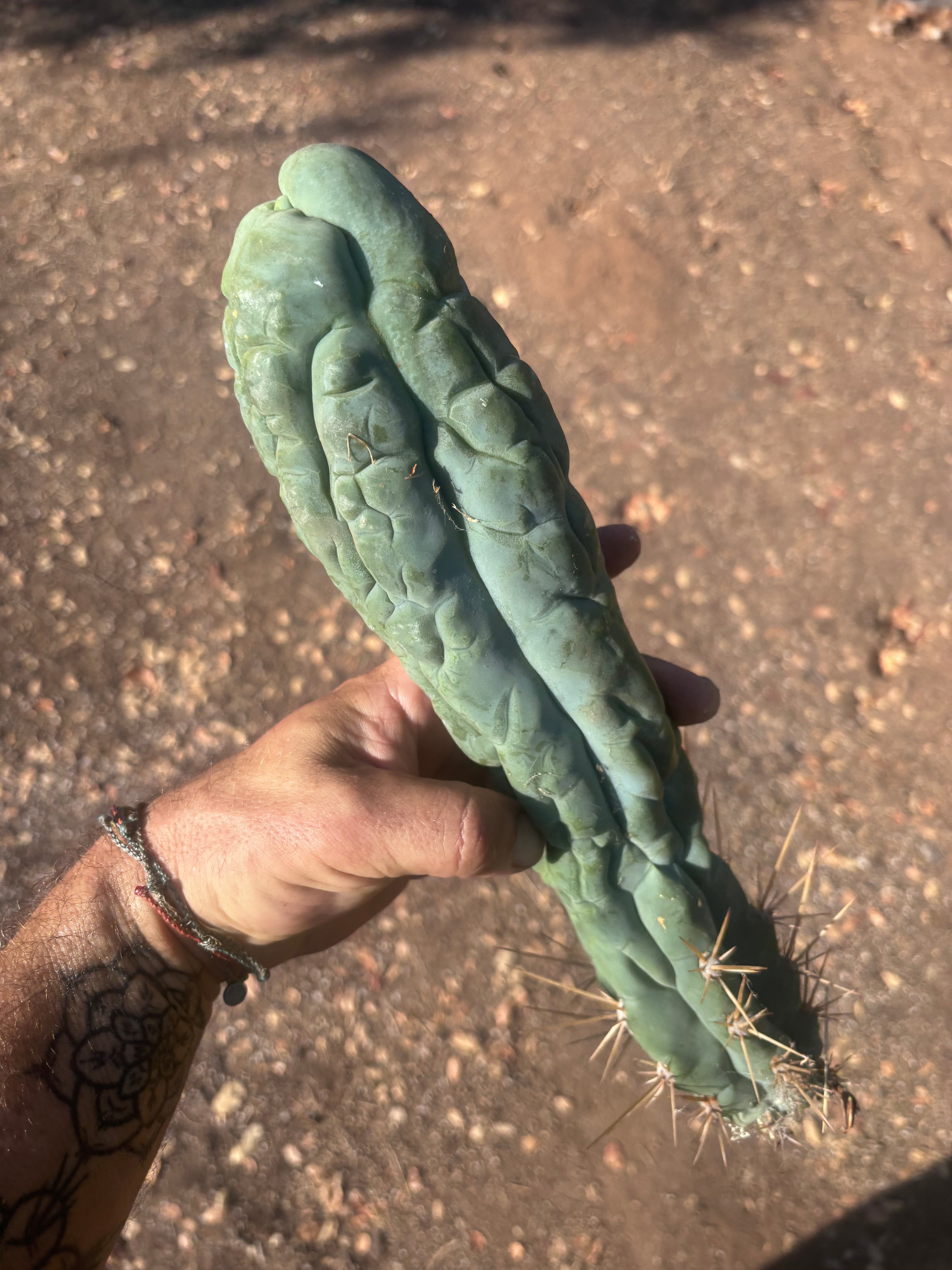 💎👑 Bruce’s Dragon — XL 13” Tip