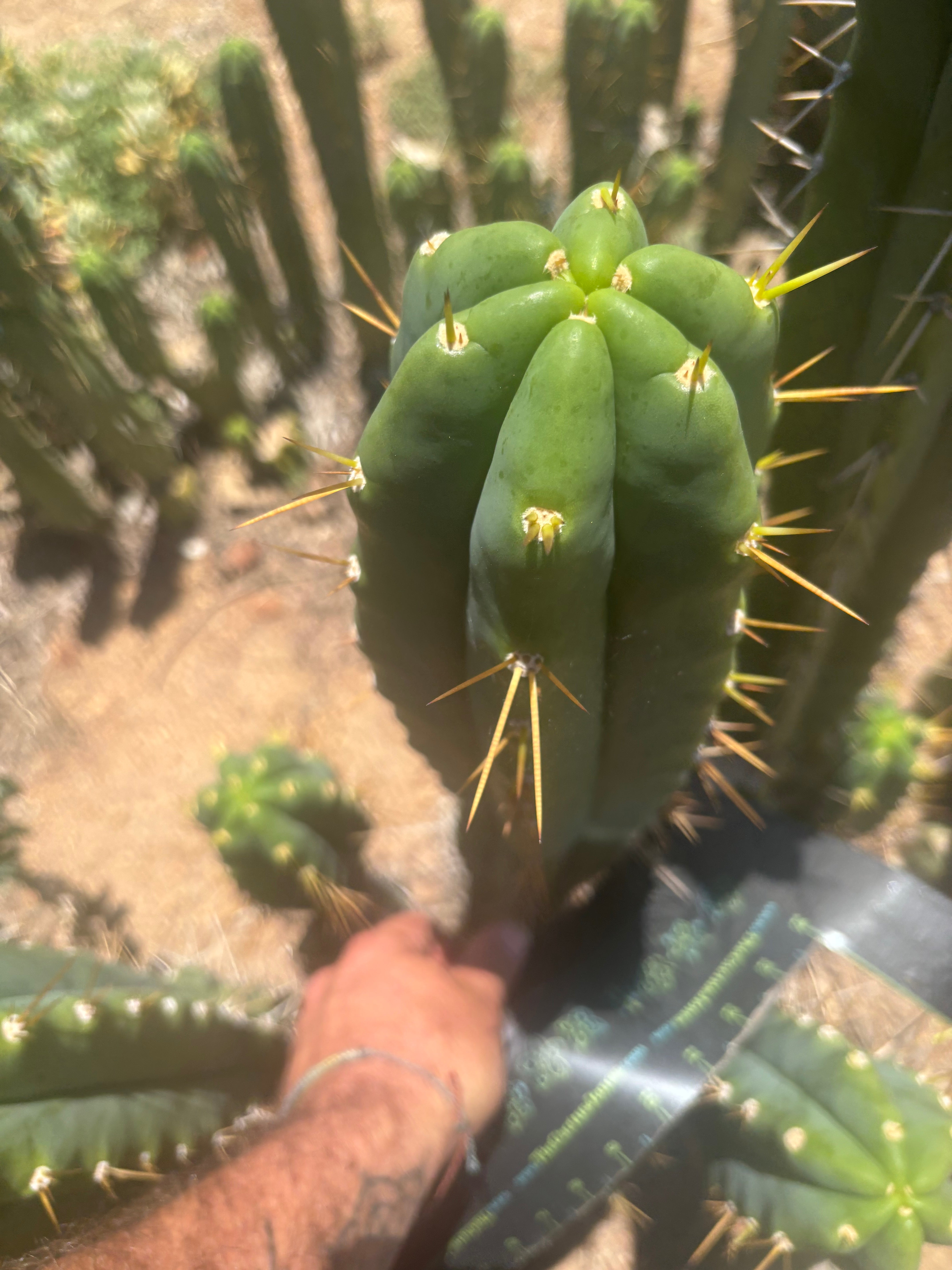 💎🌶️ Psycho0’ x SS01  — Massive 16” Tip
