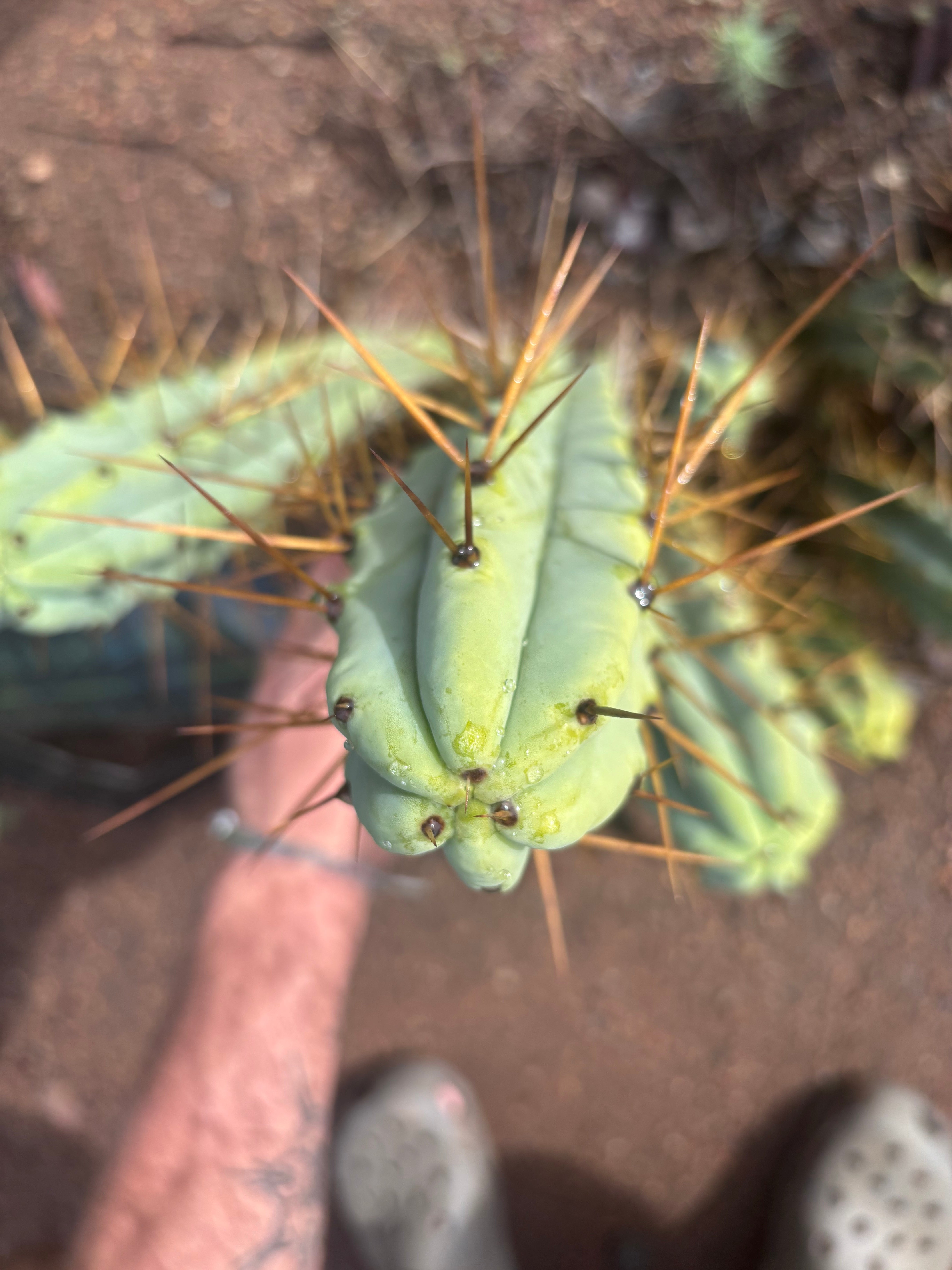 👑🌶️ Medicine Man — 14” Tip