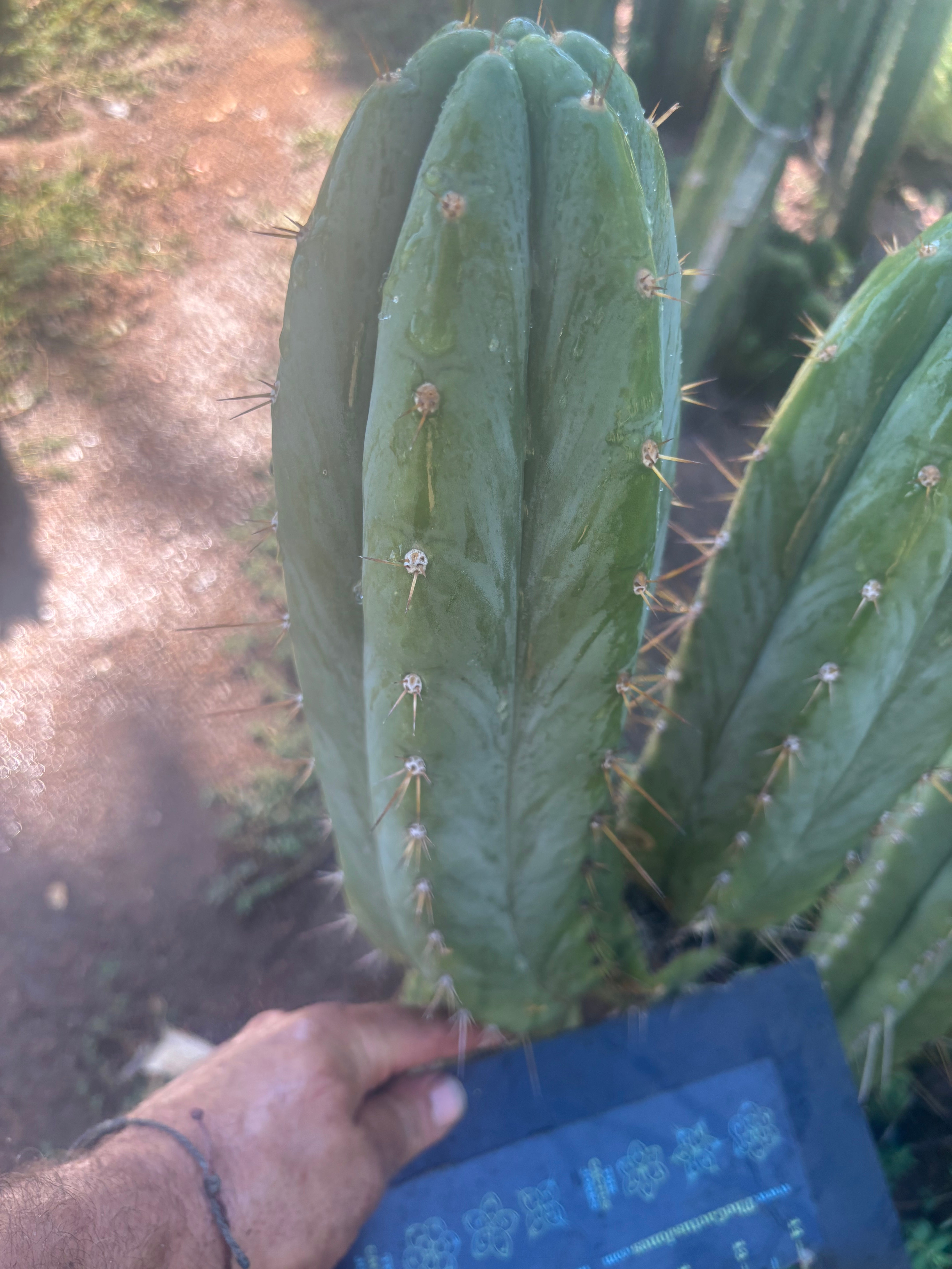 💎👑🌶️ Kimnach — Beefy 13” Pup