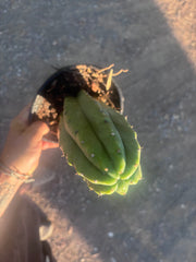 👑🌶️🌶️ Landfill — Rooted Plump 12”