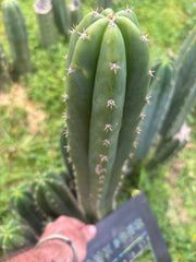 🌶️🌶️ NoidTwo — XL 14” Tip