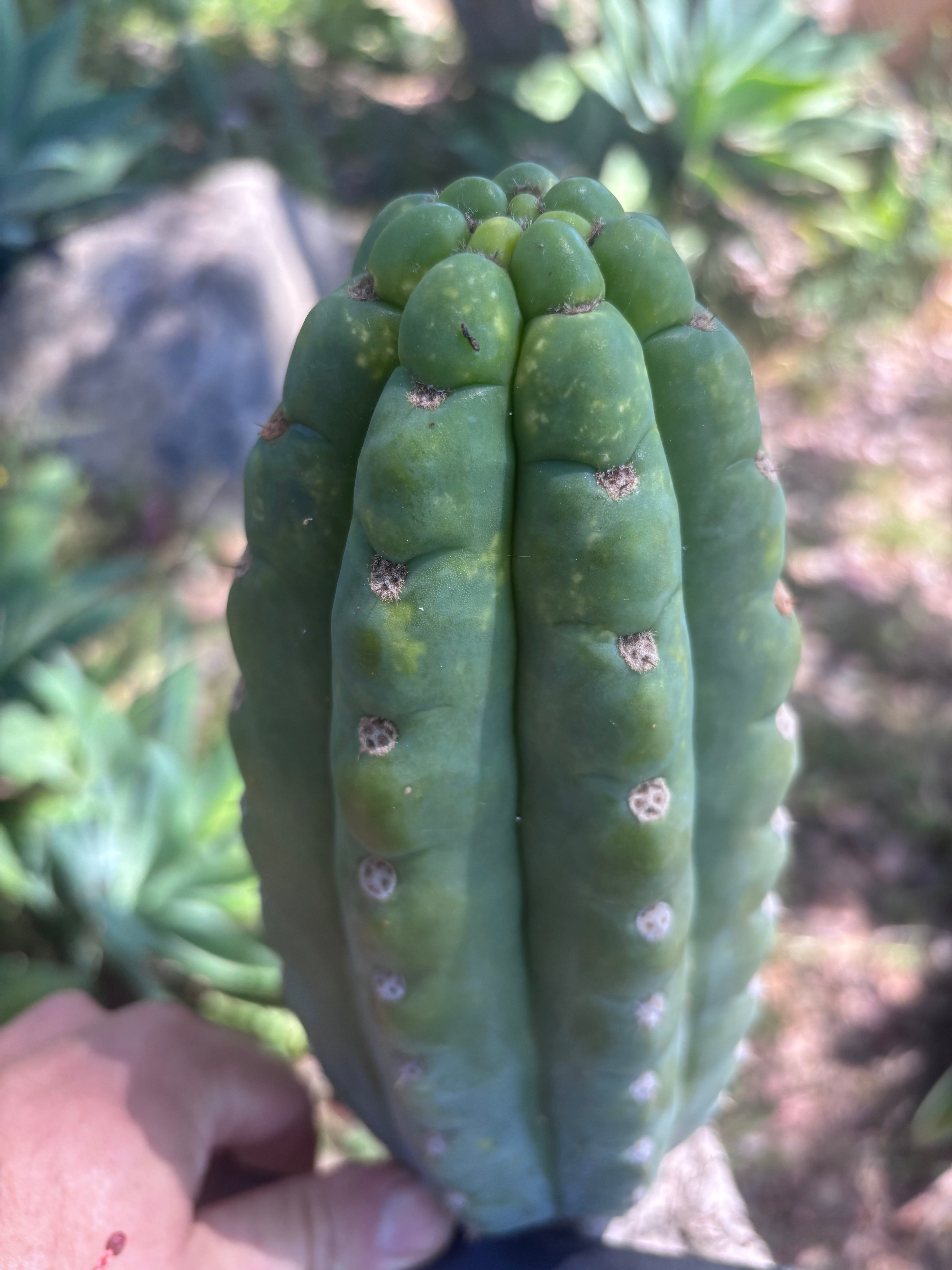 💎👑🌶️ Ichoca — BEEFY 9” Pup