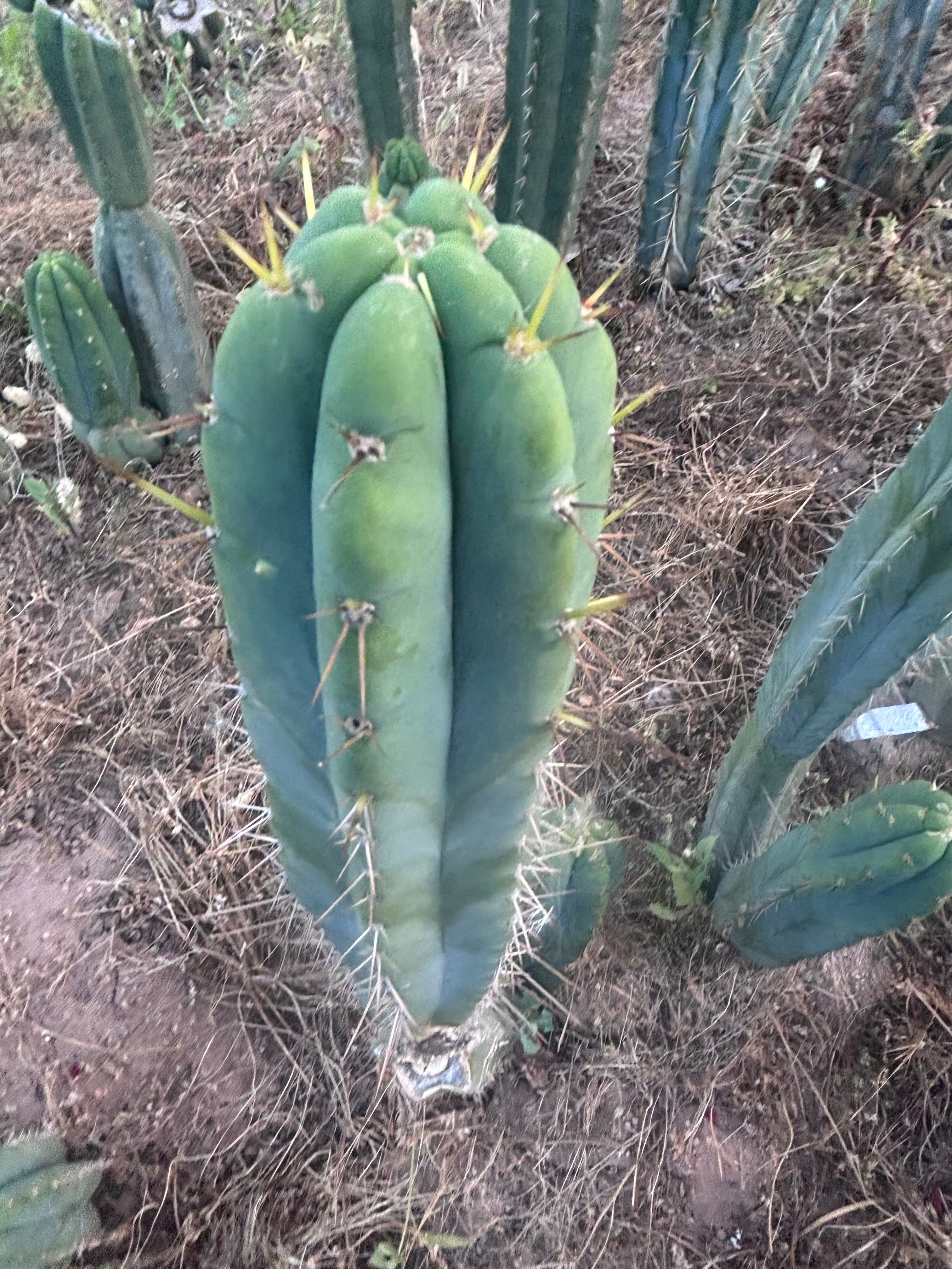 💎 SS Achuma x Colossus — XL 16” Pup