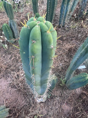 💎 SS Achuma x Colossus — XL 16” Pup