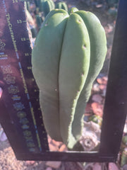 👑🌶️ Zulk — XL FAT 13” Pup