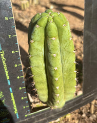 👑💎🌶️ Bob’s Colossus—  Chonky 8.5” Pup