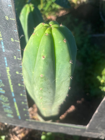 💎👑🌶️ LMP — 9” Tip