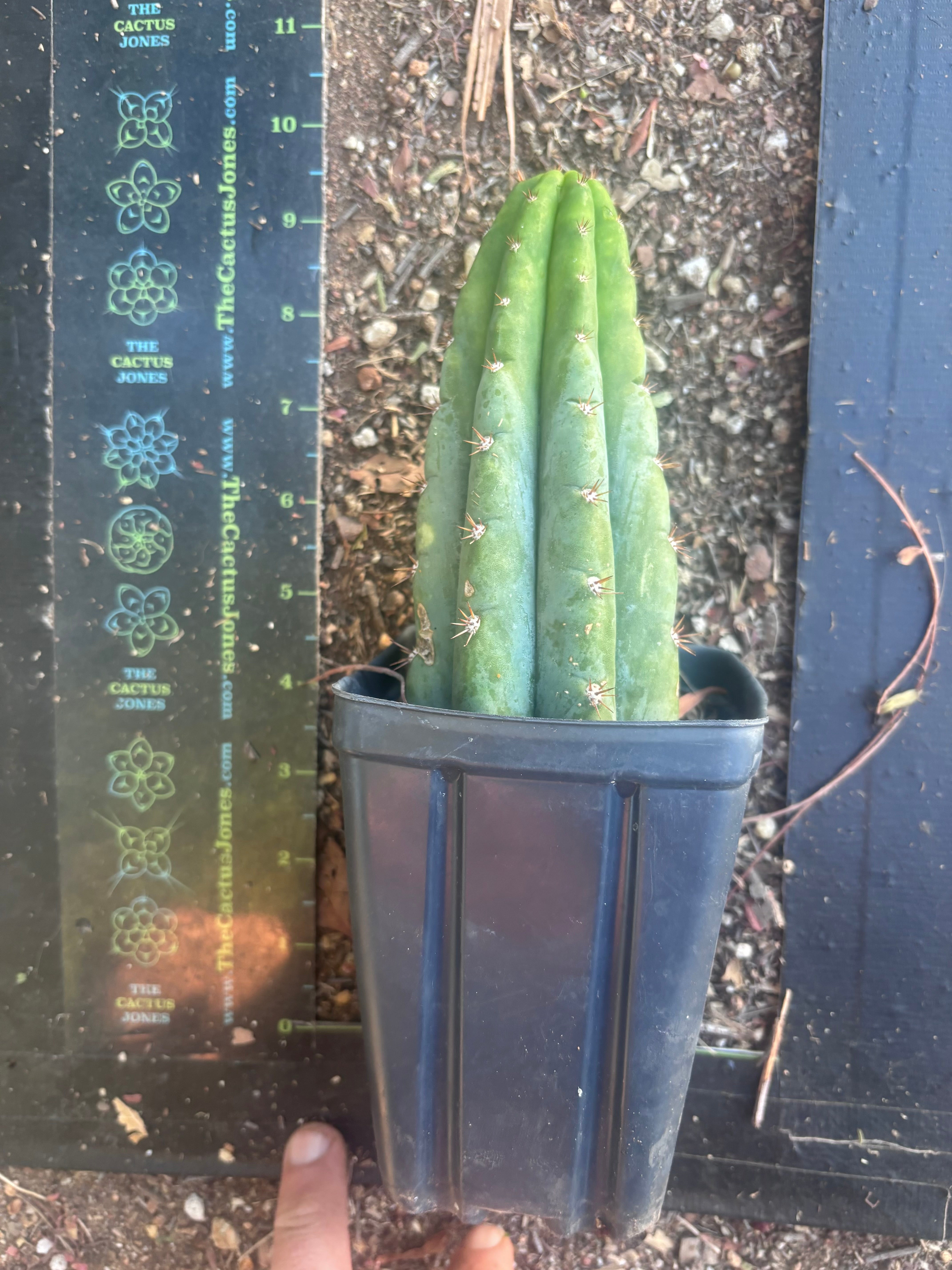 👑🌶️ Ventucky Blue — Rooted Tip