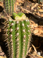 👑🌶️🌶️ KR04 — Rooted Slab Graft