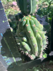 👑🐦‍⬛ RJ’s Clone — 9” Tip