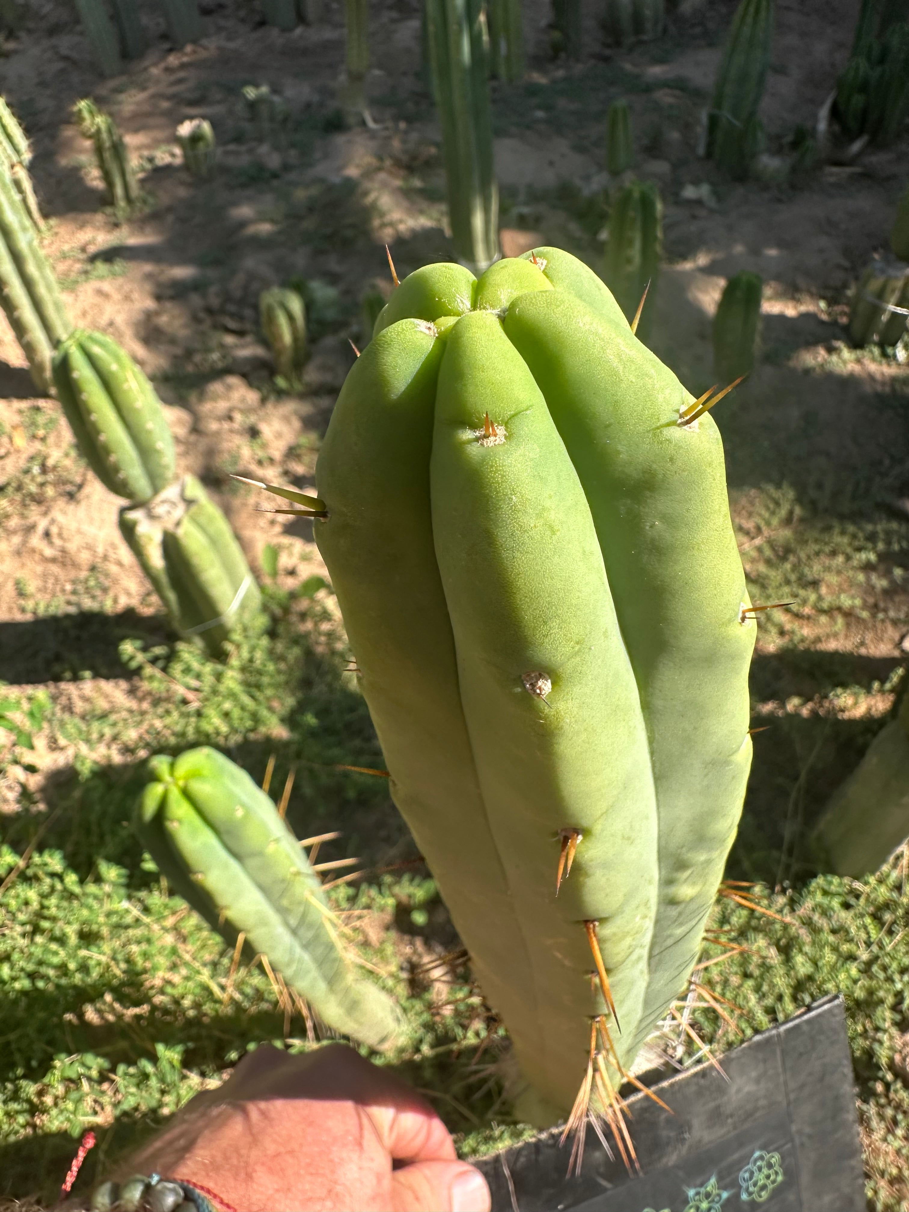 👑💎🌶️ Bob Gillette — 12” Tip