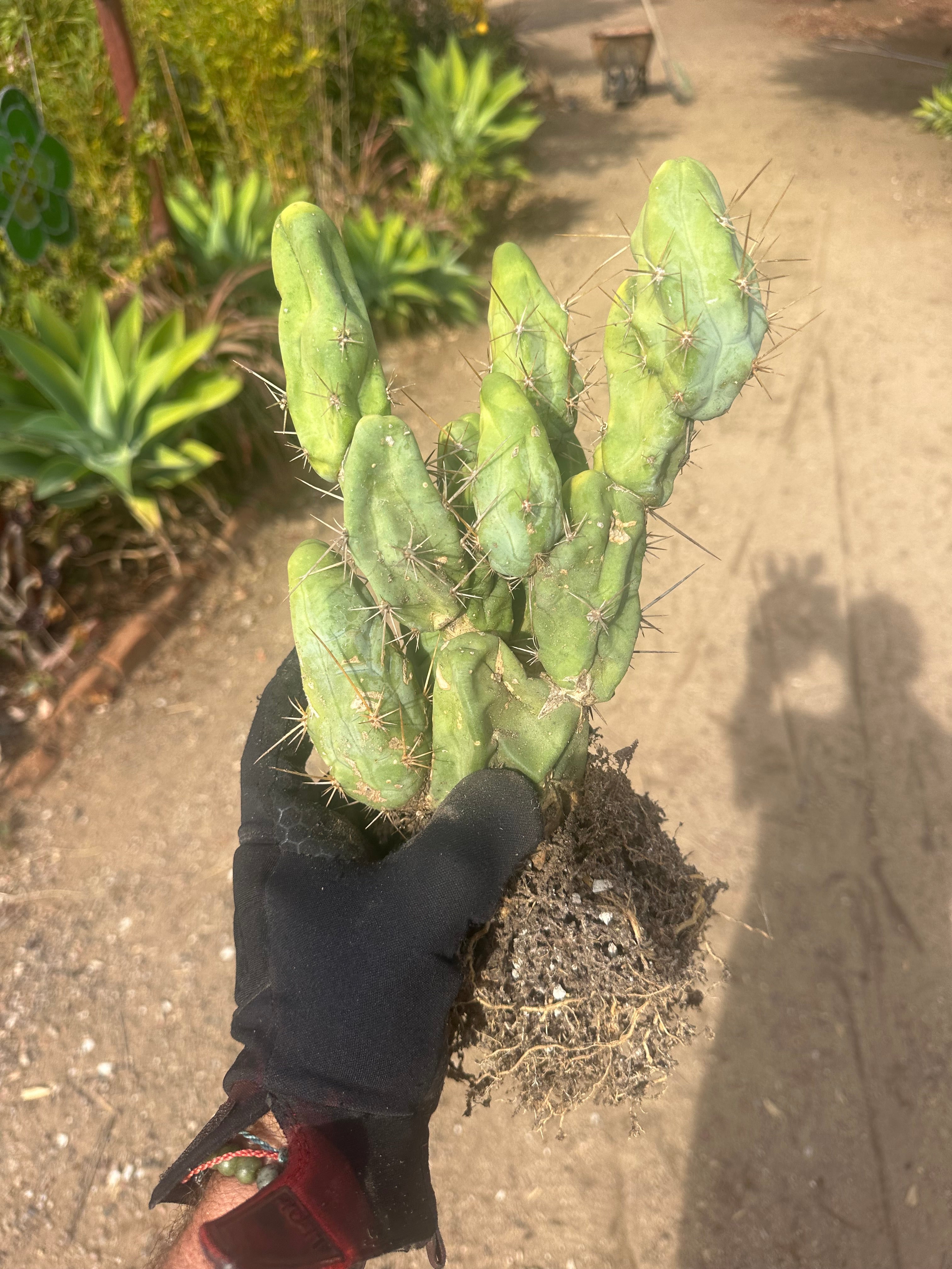 👑🌶️🌶️  TBM  — XXL Rooted Cluster