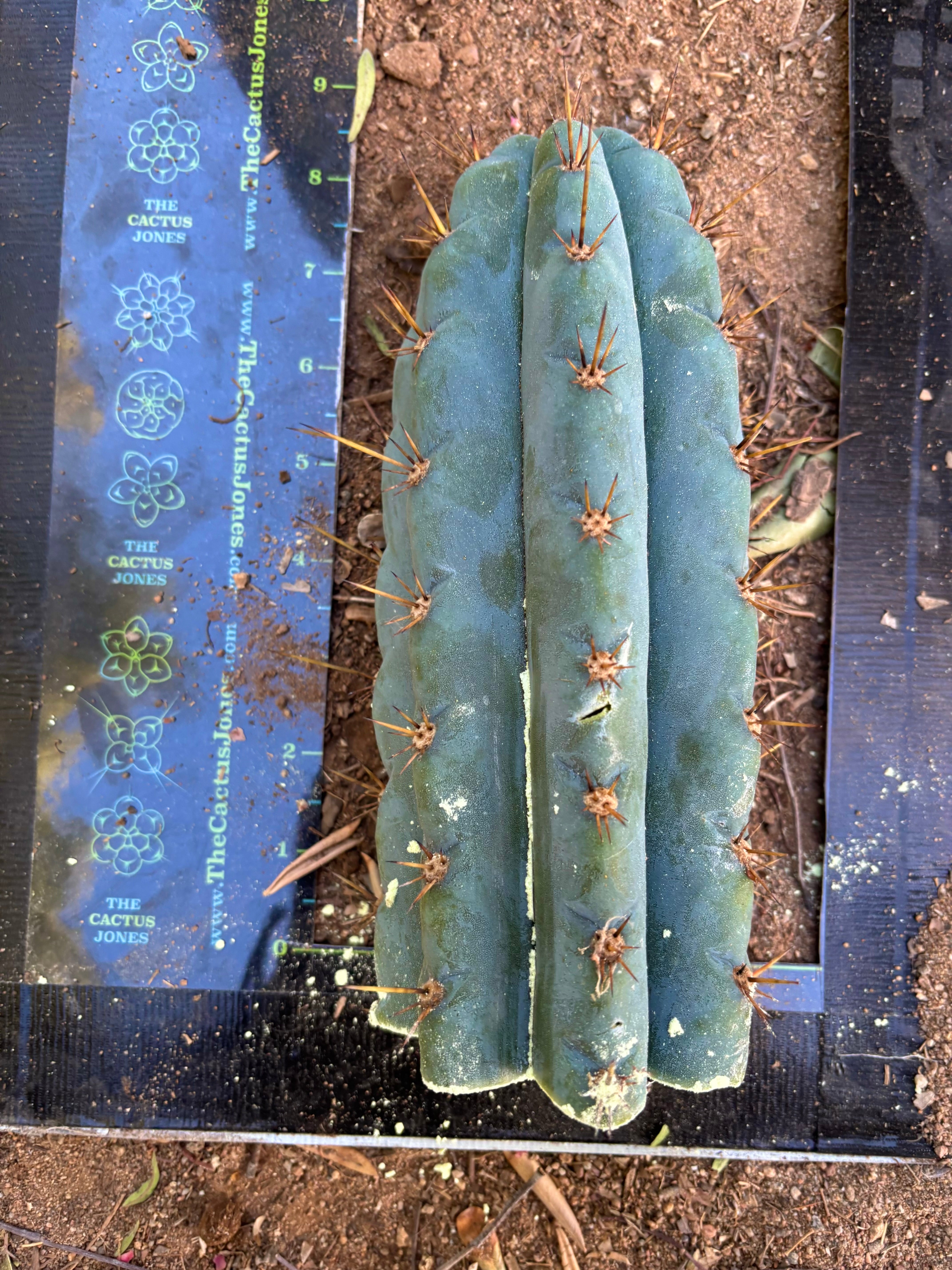 👑💎 Papa Smurf — 9” Tip