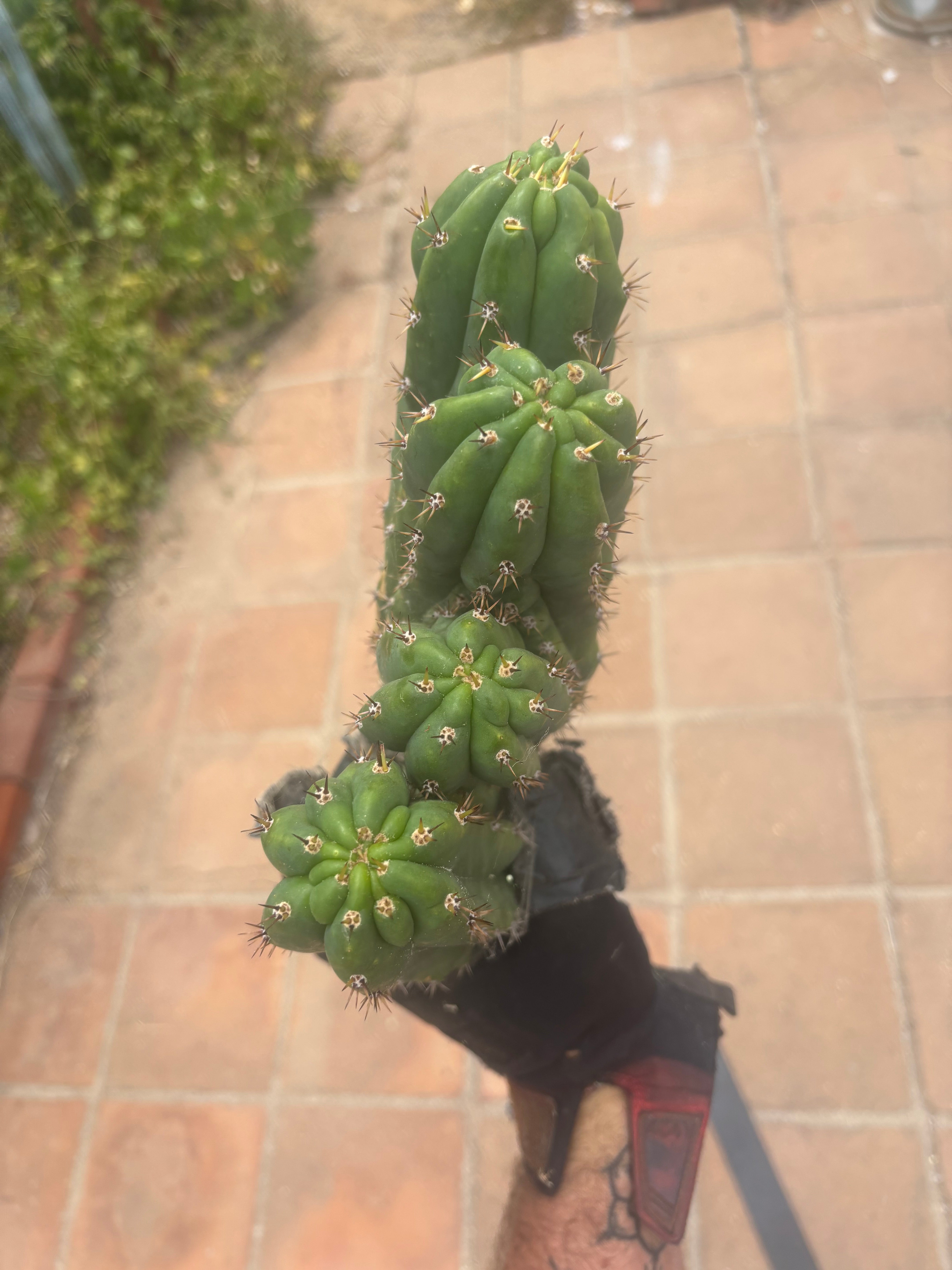 💎 Oscar x TPM — 4 Tip Dichot Crest