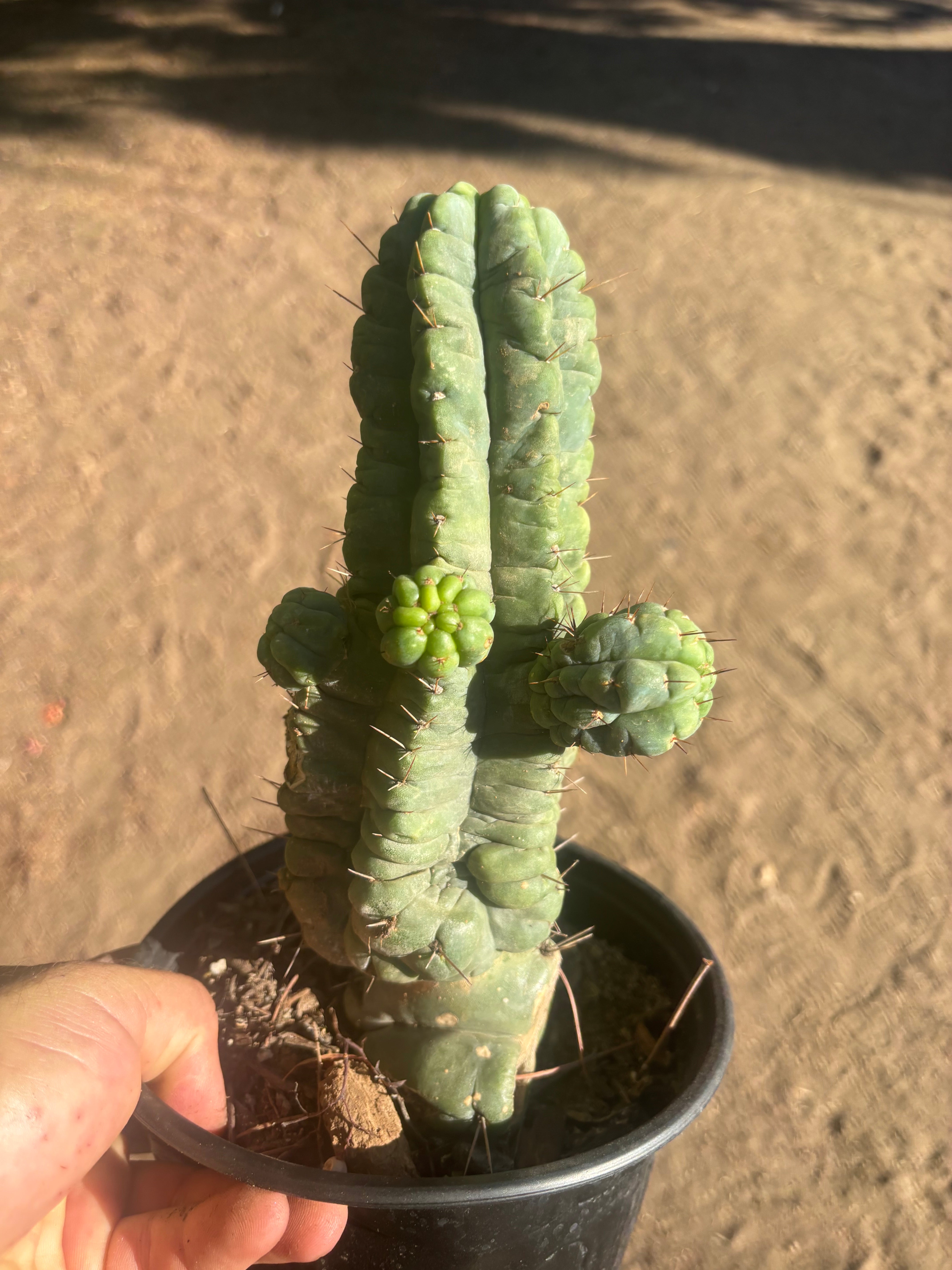 💎👑💎 Havran — Established Multi-Pup Graft on PC