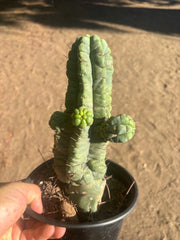 💎👑💎 Havran — Established Multi-Pup Graft on PC