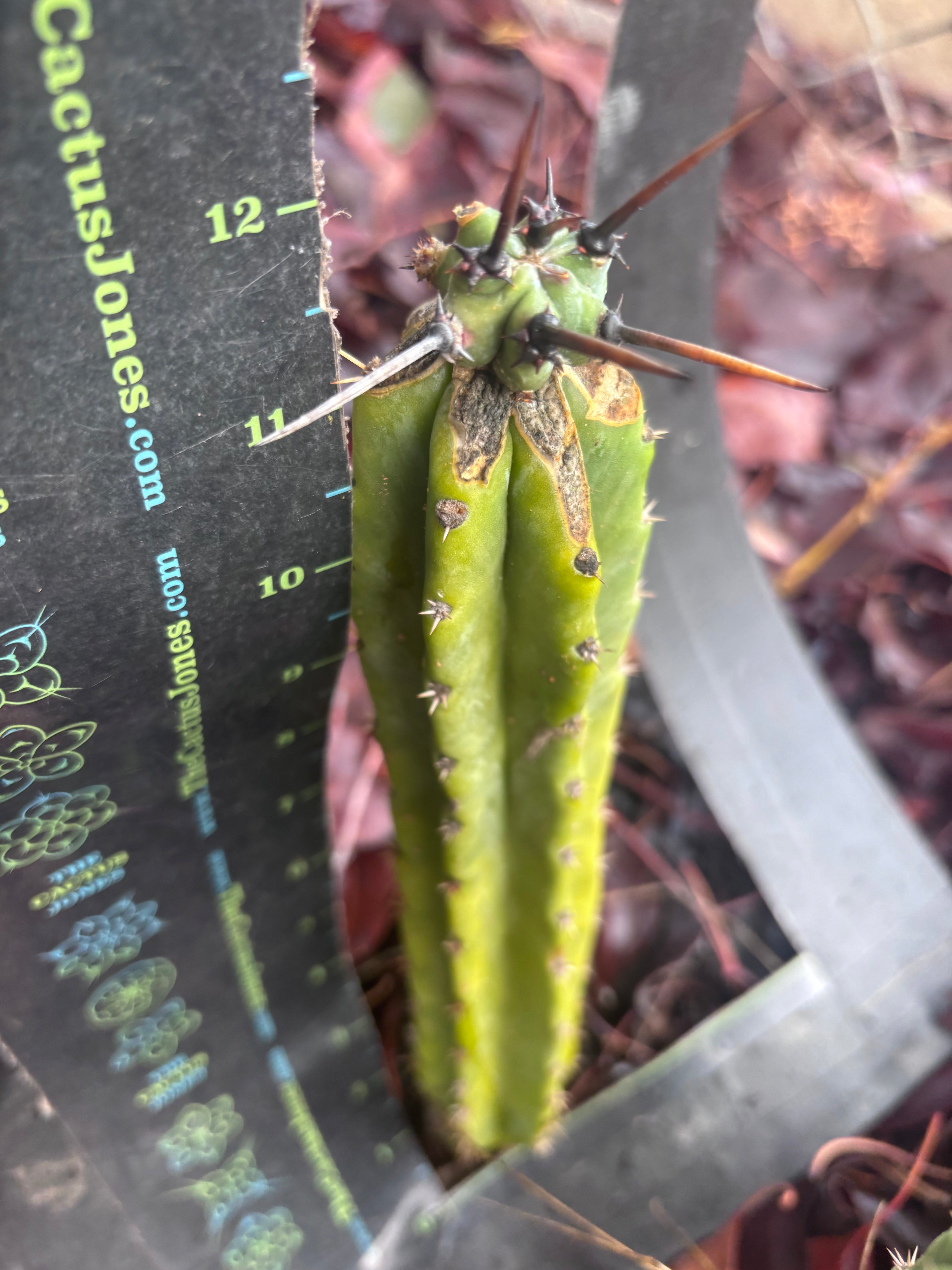 🦄 👑 M Stacker — Fully Rooted Graft