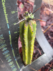 🦄 👑 M Stacker — Fully Rooted Graft