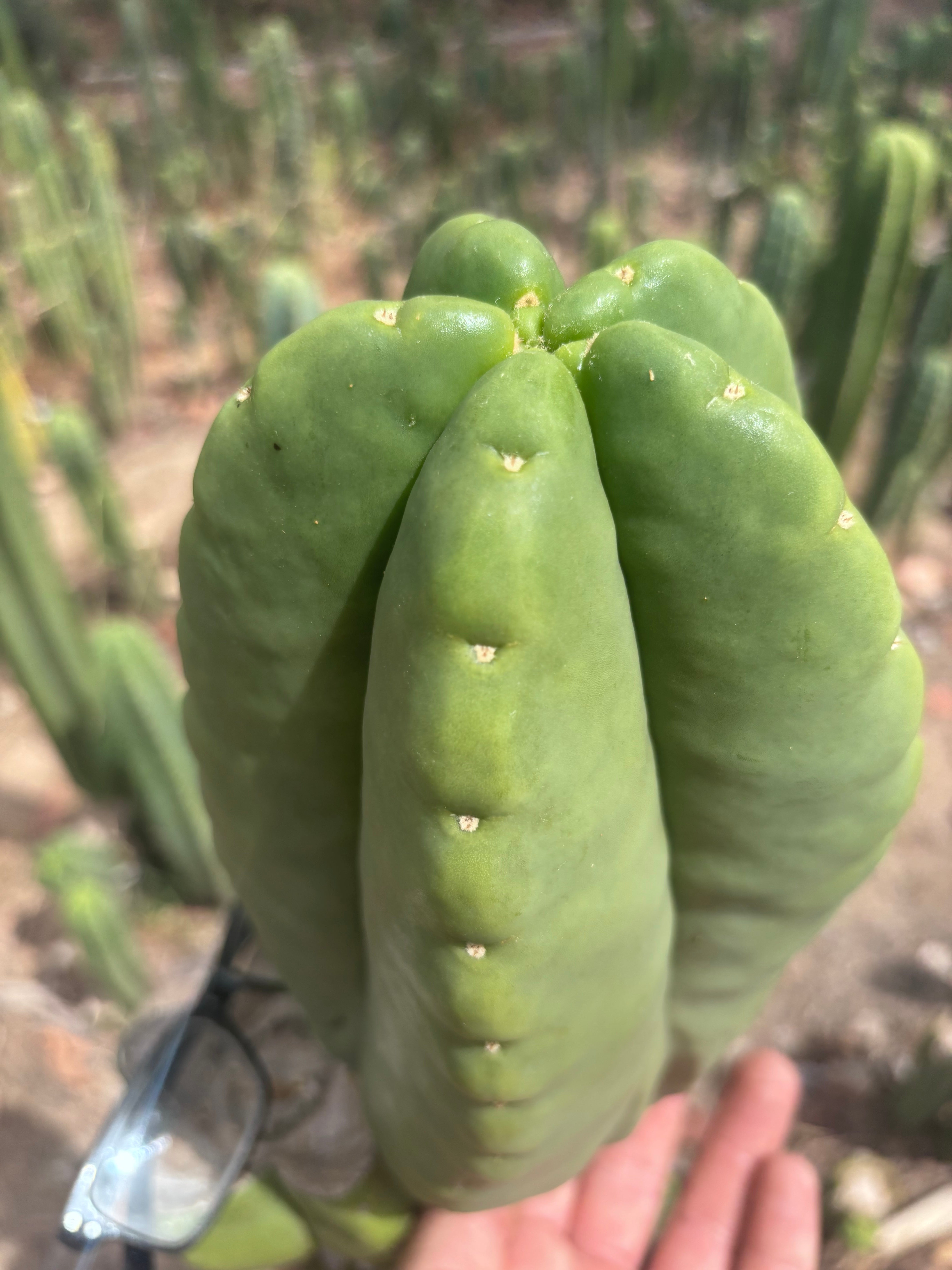 💎👑💎🌶️ Ferah — Massive 10” Melon!