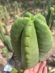 💎👑💎🌶️ Ferah — Massive 10” Melon!