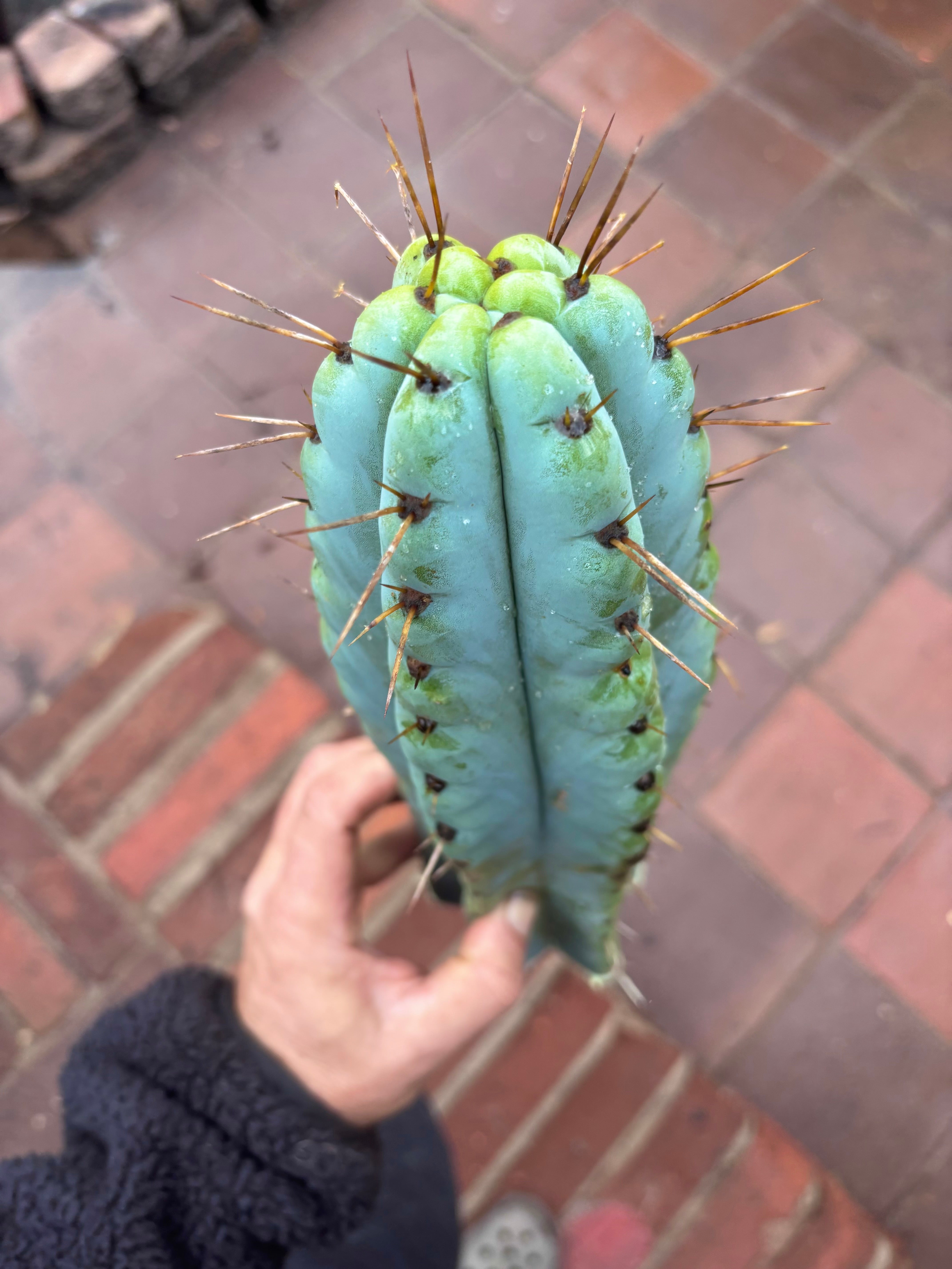 💎🌶️ Noid of the Moment — XL 14” Tip