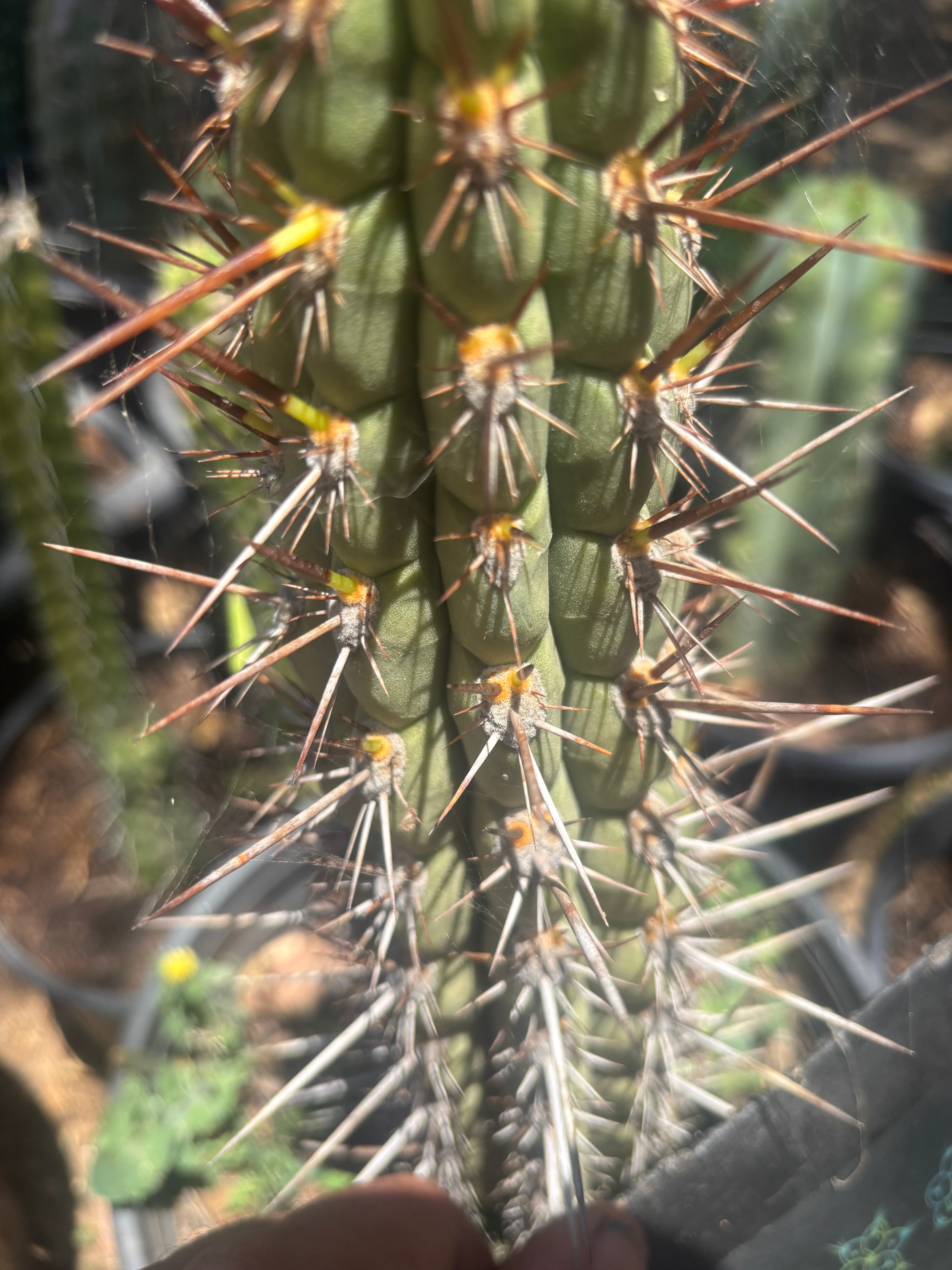 💎👑💎 T. Deserticola — 8” Tip