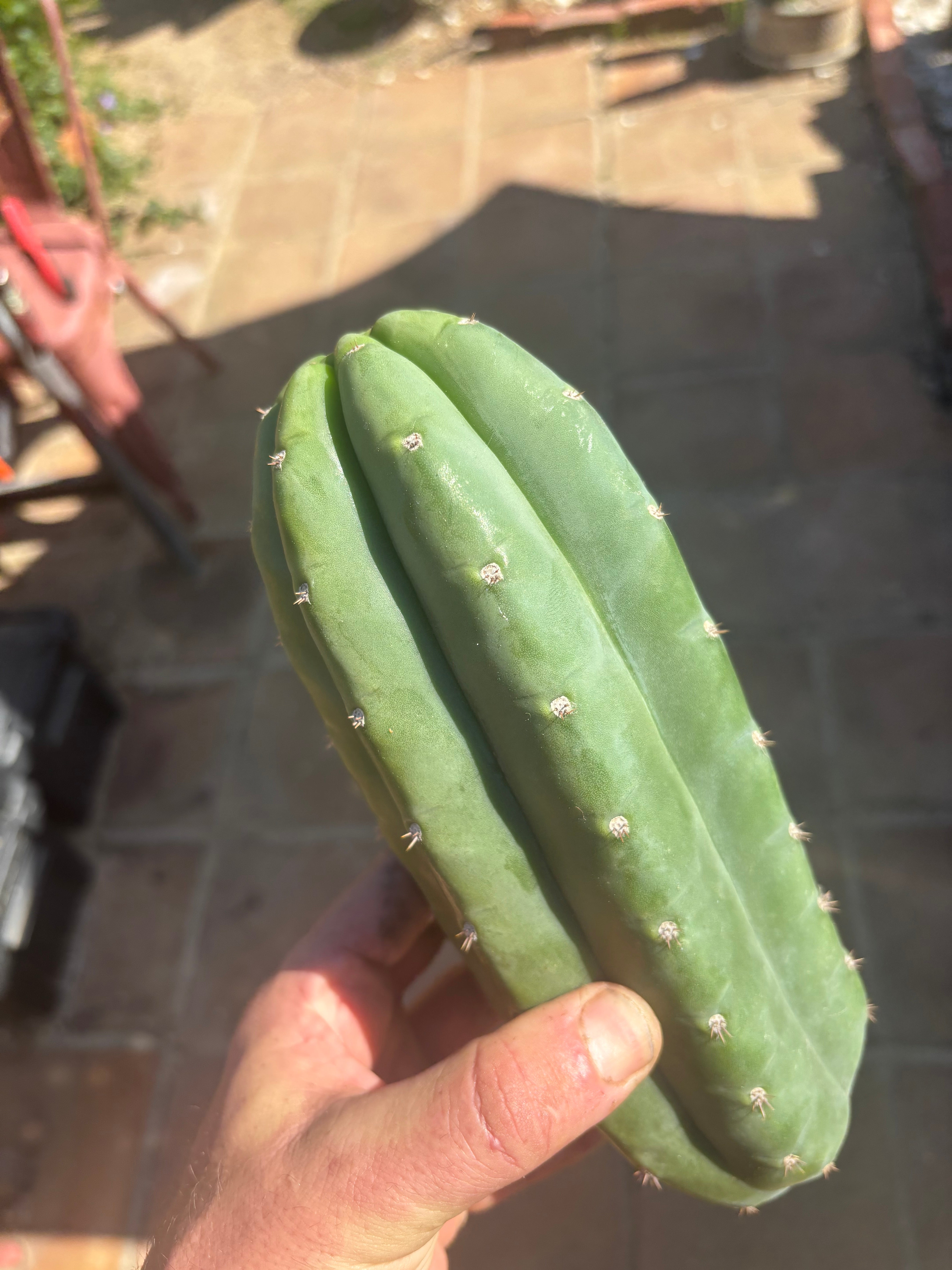 💎👑🌶️ Pierre — Chonky 10” Pup