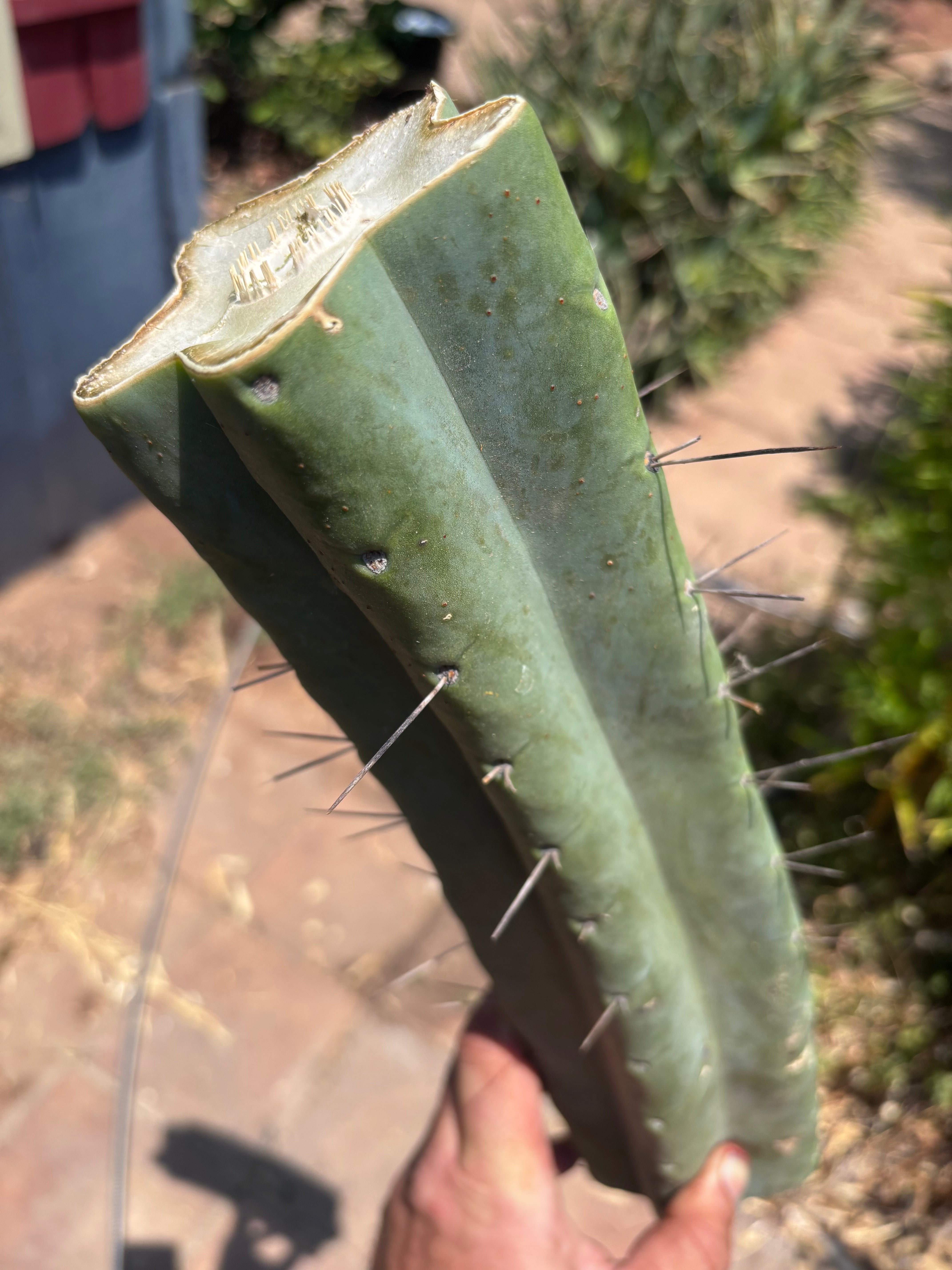 👑🌶️🌶️ Eileen — Massive 15” Mid