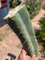👑🌶️🌶️ Eileen — Massive 15” Mid