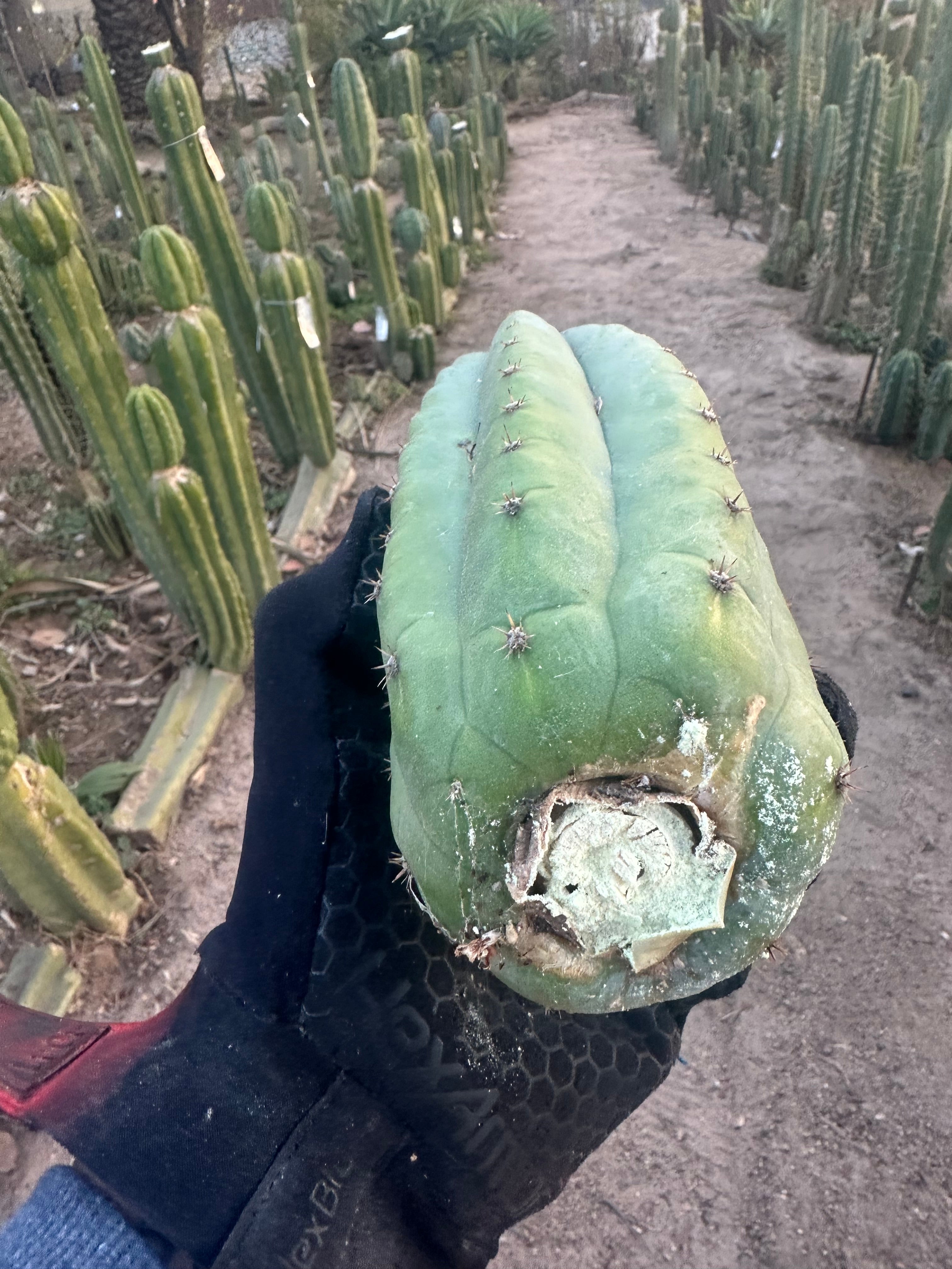 👑🌶️ Tom Juuls Giant — Chonky 10” Pup